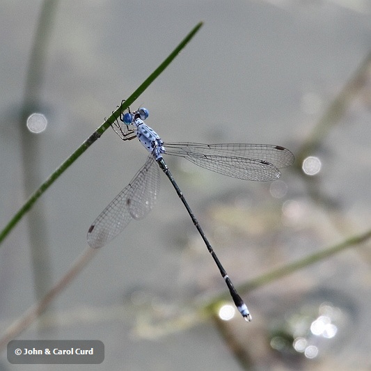 J01_2068 Lestes praemorsus decipiens.JPG